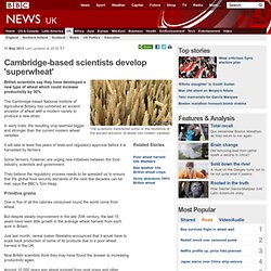 Cambridge-based scientists develop 'superwheat'