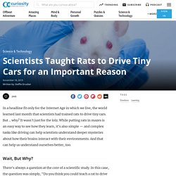 Scientists Taught Rats to Drive Tiny Cars for an Important Reason