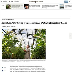 a-gray-area-in-regulation-of-genetically-modified-crops