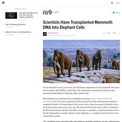 Scientists Have Transplanted Mammoth DNA Into Elephant Cells