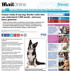 Top dog: Scientists teach border collie to understand sentences and 1,000 words