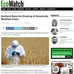 Scotland Bans the Growing of Genetically Modified Crops