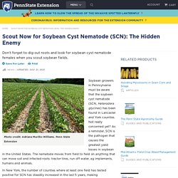 PENNSTATE EXTENSION 21/07/21 Scout Now for Soybean Cyst Nematode (SCN): The Hidden Enemy