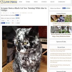 Scrappy Born a Black Cat Now Turning White due to Vitiligo