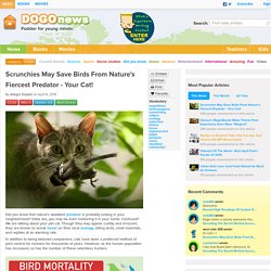 Scrunchies May Save Birds From Nature's Fiercest Predator - Your Cat! Kids News Article