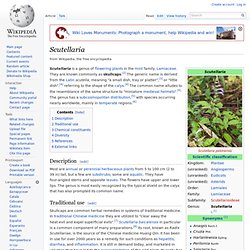 Scutellaria