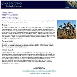 SDNHM - Yucca valida (Tree Yucca, Datilillo)
