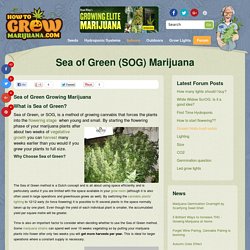 Sea of Green (SOG) Marijuana