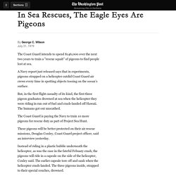 In Sea Rescues, The Eagle Eyes Are Pigeons