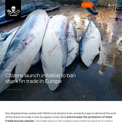 Sea Shepherd : le commerce de requins