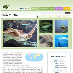 Sea Turtle (Chelonioidea)