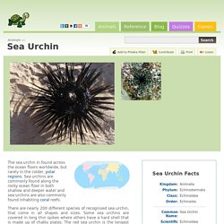 Sea Urchin (Echinoidea)