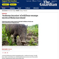 'Seaborne invasion' of wild boar swamps mystical Malaysian island