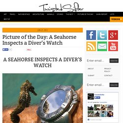 A Seahorse Inspects a Diver’s Watch
