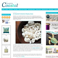 30 Seashell Collection Display Ideas