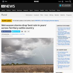 Wet-season storms drop 'best rain in years' across Territory cattle country - ABC Rural - ABC News