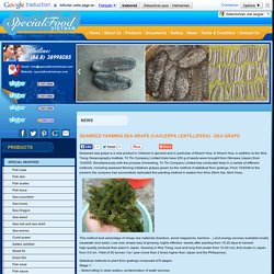 Seaweed farming sea grape (Caulerpa lentillifera) - Sea Grape - SPECIAL FOOD VIET NAM