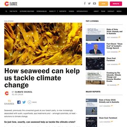 How seaweed can kelp us tackle climate change - Climate Council