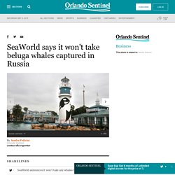 SeaWorld says it won&apos;t take beluga whales captured in Russia