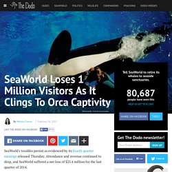 SeaWorld Loses 1 Million Visitors As It Clings To Orca Captivity
