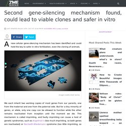 Second gene-silencing mechanism found, could lead to viable clones and safer in vitro