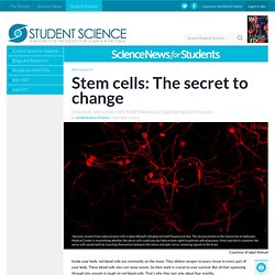 Stem cells: The secret to change