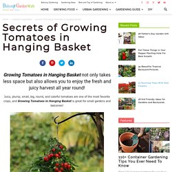 Secrets of Growing Tomatoes in Hanging Basket