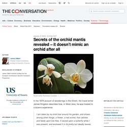 Secrets of the orchid mantis revealed – it doesn't mimic an orchid after all