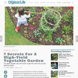 7 Secrets for a High-Yield Vegetable Garden