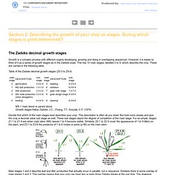 Section 2: Describing the growth of your crop as stages. During which stages is yield determined?
