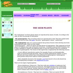 Seed plants