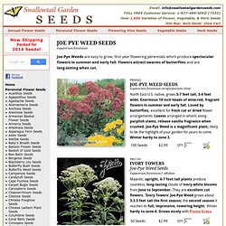 Joe-Pye Weed Seeds for sale - 2 Top Varieties - Joe-Pye Weed - Wine Red Flowers - Ivory Towers Queen of Meadow - Ivory/white blooms