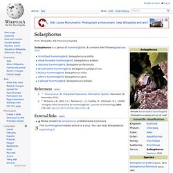 Selasphorus