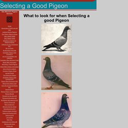 Selecting a Good Pigeon