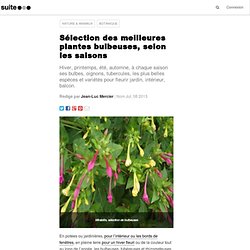 Sélection des meilleures plantes bulbeuses, selon les saisons