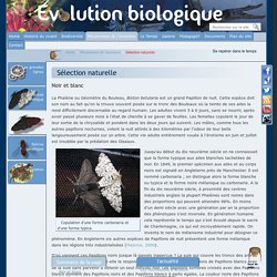 Sélection naturelle - Evolution biologique