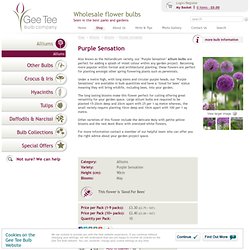 Purple Sensation - Alliums - Alliums - Online Shop - Gee Tee Bulb Company