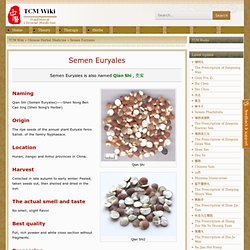 Semen Euryales - TCM Wiki