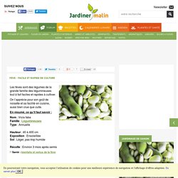 Fève : semis, culture et récolte des fèves