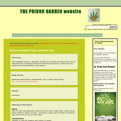 Buxus sempervirens, common box - THE POISON GARDEN website