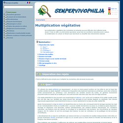 SEMPERVIVOPHILIA : Multiplication végétative