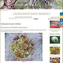 Sempervivum Globe - if it's round, plant it with hens and chicks