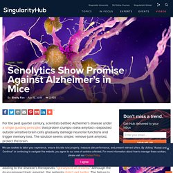 Senolytics Show Promise Against Alzheimer's in Mice