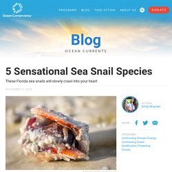 5 Sensational Sea Snail Species