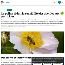 INRAE 15/09/21 Le pollen réduit la sensibilité des abeilles aux pesticides