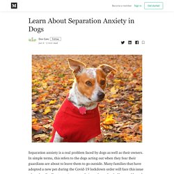 Learn About Separation Anxiety in Dogs - Doo Care - Medium