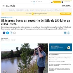 El Seprona busca un cocodrilo del Nilo de 250 kilos en el río Duero
