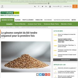 AFP 17/08/18 Le génome complet du blé tendre séquencé pour la première fois