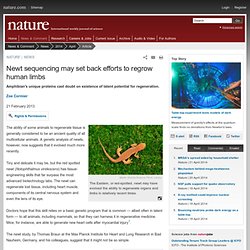 Newt sequencing may set back efforts to regrow human limbs