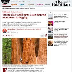 Trump plan could open Giant Sequoia monument to logging